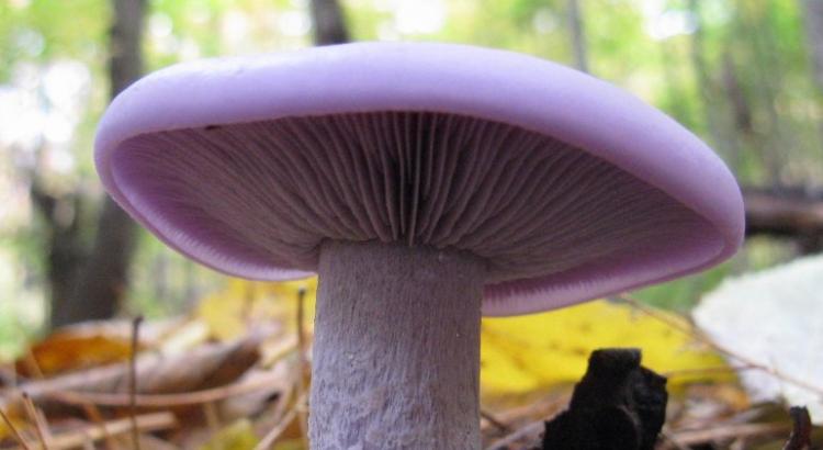 Rząd grzybów: charakterystyka gatunków jadalnych i niejadalnych
